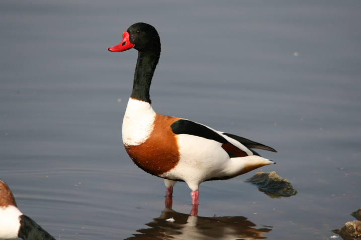 A Shelduck standing in water.